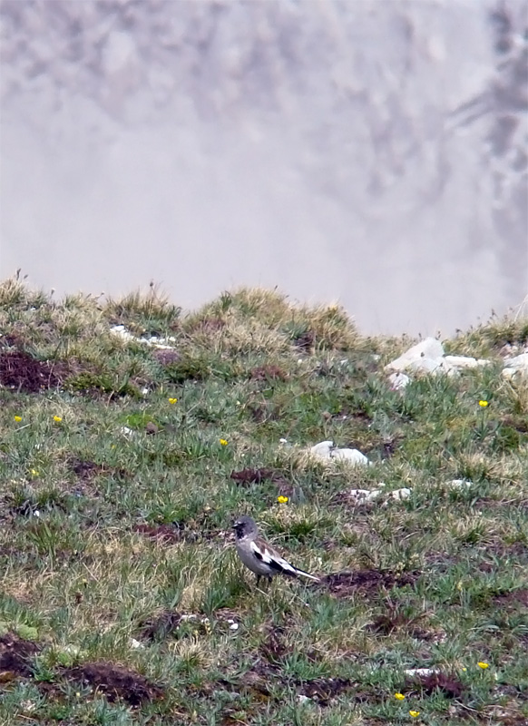 Fringuello Alpino sul Gran Sasso